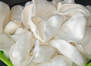 Extra Crackers (Ad-on)